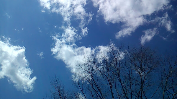 青空と雲と樹木