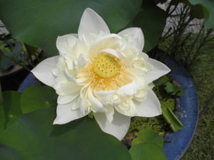 三室戸寺で咲く白い蓮の花