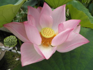 三室戸寺で咲くピンクの蓮の花
