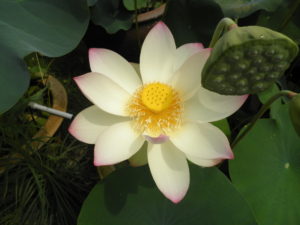 三室戸寺で咲く白くて縁がピンクの蓮の花
