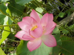 三室戸寺で咲くピンクの大輪の蓮の花