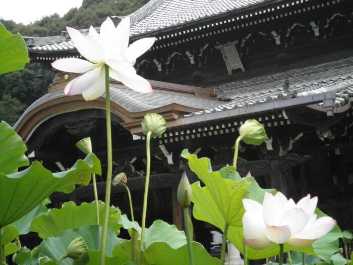 三室戸寺で咲く蓮の花
