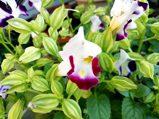 園芸初心者の夏の花壇におすすめなのはトレニアです。こぼれ種で毎年楽しめます。 | ちょっとお得に暮らしたい