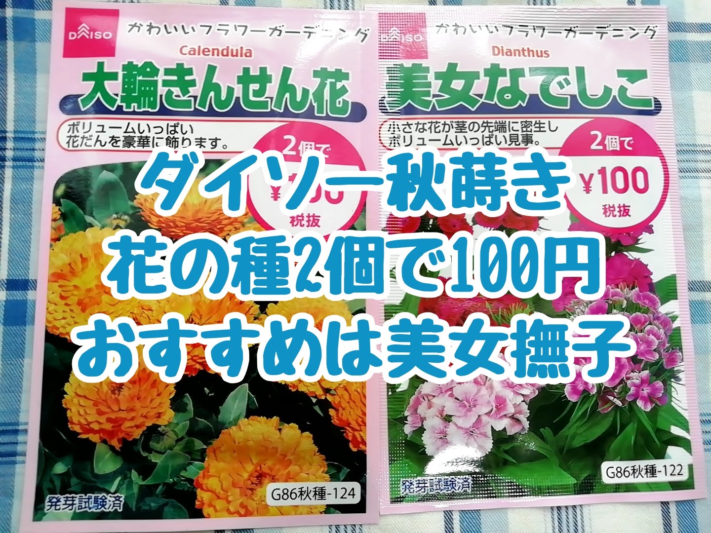 １００均ダイソーの秋蒔き花の種 2個で100円 美女なでしこと大輪きんせん花