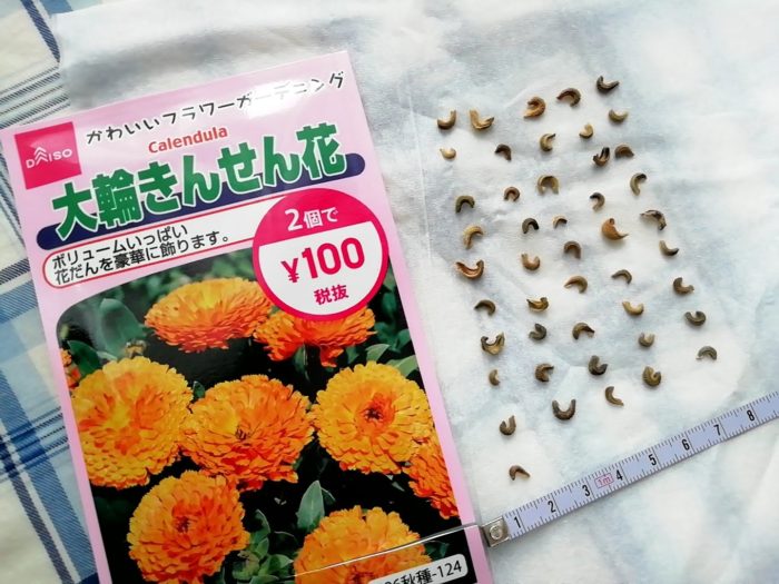 １００均ダイソーの秋蒔き花の種 2個で100円 大輪きんせん花の種の量と大きさ46粒入ってました