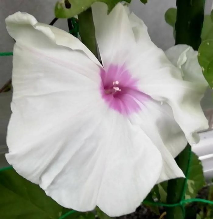 タキイの朝顔 大輪咲混合から咲いた中心がピンクの白花