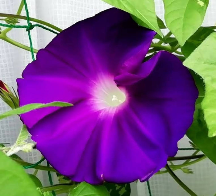 タキイの朝顔 大輪咲混合から咲いた紫花