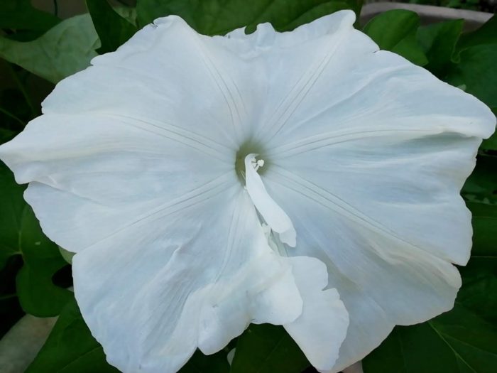 タキイの朝顔 大輪咲混合から咲いた白花
