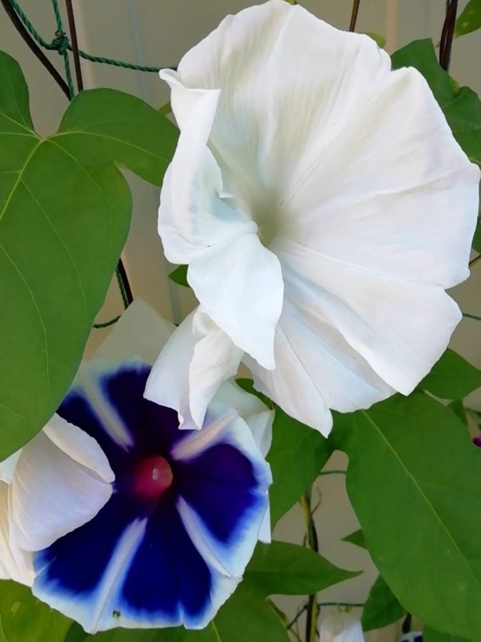 タキイの朝顔「大輪咲混合」の白花とダイソーの終咲朝顔の曜白の青花の大きさの比較