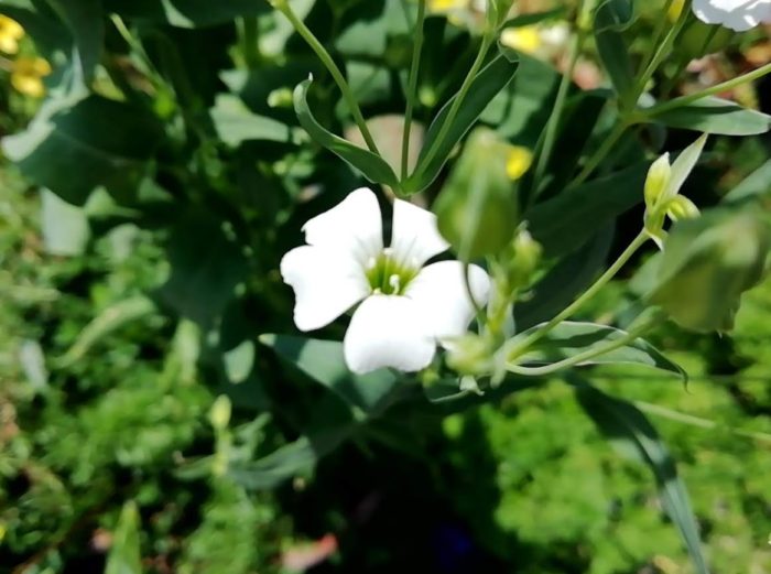 サポナリア・バッカリアの白花