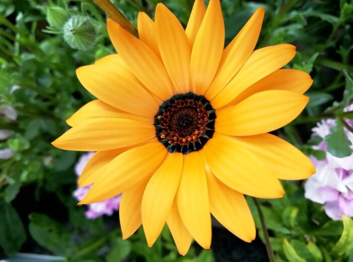 ディモルフォセカのオレンジの花
