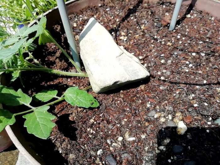 寝かせて植えたミニトマトの苗が起き上がってこないように重しの石を置く