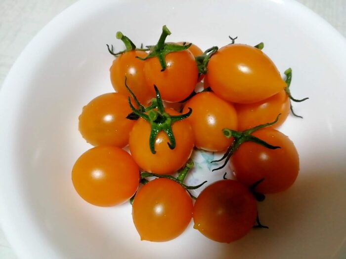 ミニトマト　チェリーゴールド収穫