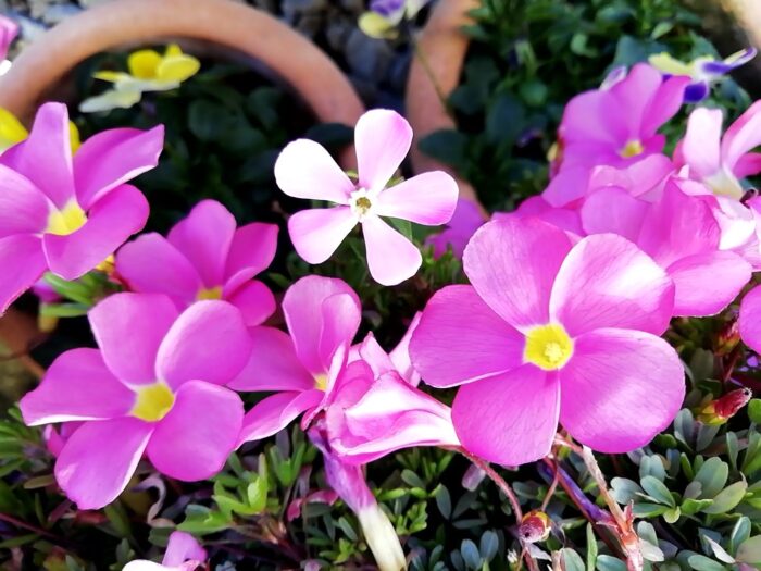 オキザリス桃の輝きとシレネピンクパンサーの花色の違い