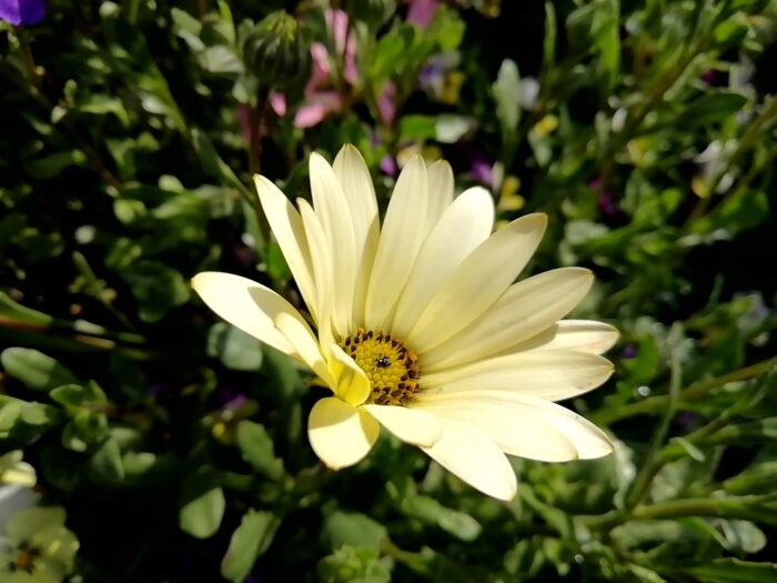 ディモルフォセカの薄い檸檬色の花